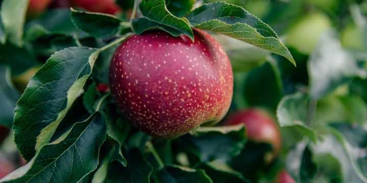 Pureyou Photography Appelenpluk 18